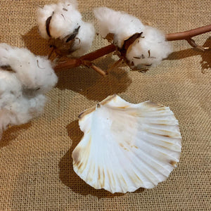 Coquille Saint Jacques