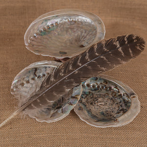 Coquilles d’Ormeau
